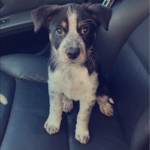 Meet your Posher, Harley